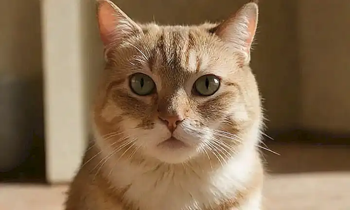 Los gatos, niveles de madurez y la vida humana
