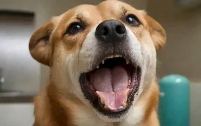 Cuidados veterinarios