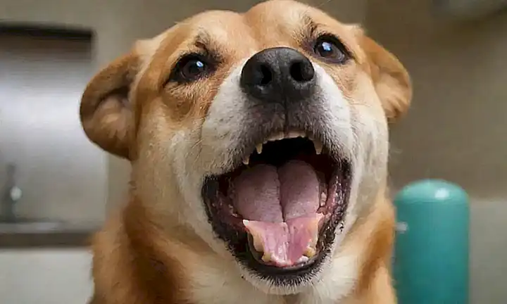 Cuidados veterinarios