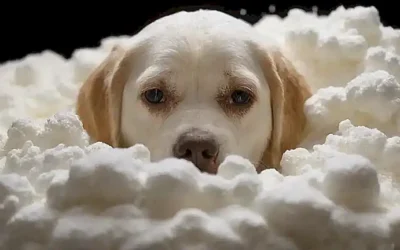 Imágenes de vómitos de perros con espuma blanca