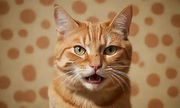 Un gato de fuego con expresión enigmática se enfada al tocar sus orejas y se dibuja con un patrón