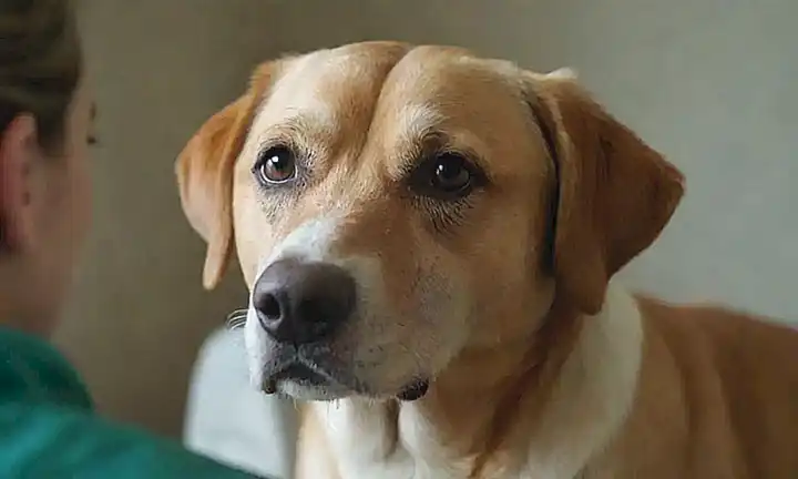 Consulta con tu veterinario sobre fiebre en perros, síntomas, causas y pasos siguiente