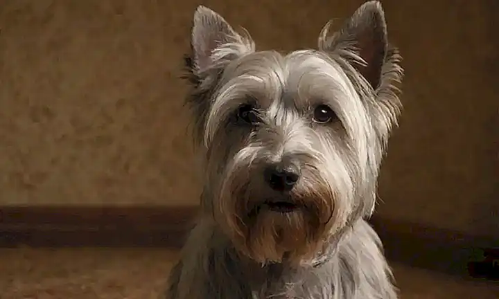 Bobby, el leal Skye Terrier, es un legendario mural en la pared