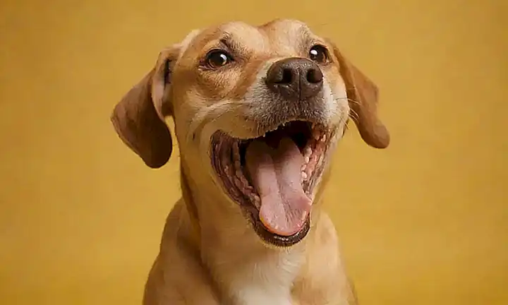 El perro bostezando en un fondo amarillo