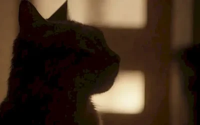Un gato silhuettado con efectos sonoros y ambientación misteriosa