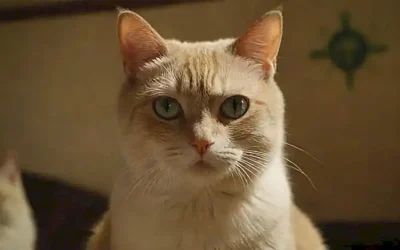 Animales con ojos temerados