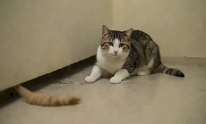 Lejos de la limpieza, los gatos detestan a sus dueños con 10 razones