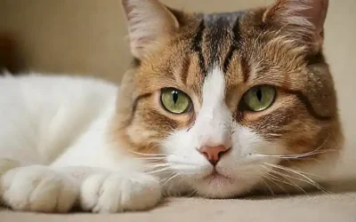 Diagnóstico y tratamiento de enfermedades en gatos
