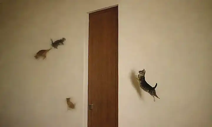 Un mural con gatos que intentan huir