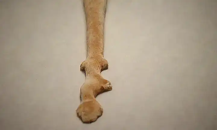 La imagen muestra el cuello y la base de la cola de un cachorro con zonas designadas por huellas de patas