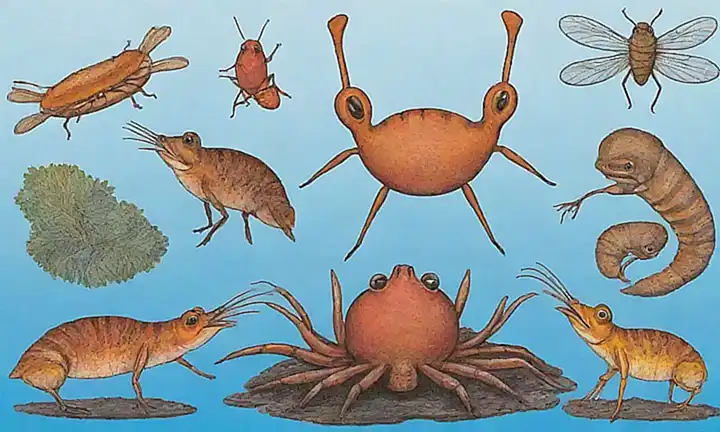 Los mosquitos, lamarillas y los camarones muestran las diez curiosidades del platópodo
