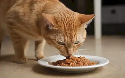 **Su gato vomitó comida por completo