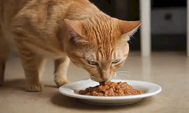 **Su gato vomitó comida por completo