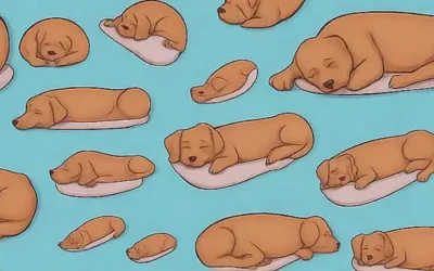 Posiciones de descanso del perro se muestran