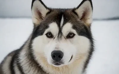Un perro husky siberiano y un paisaje polar con texto informativo
