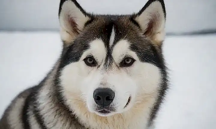 Un perro husky siberiano y un paisaje polar con texto informativo