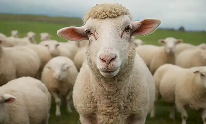 Dolly