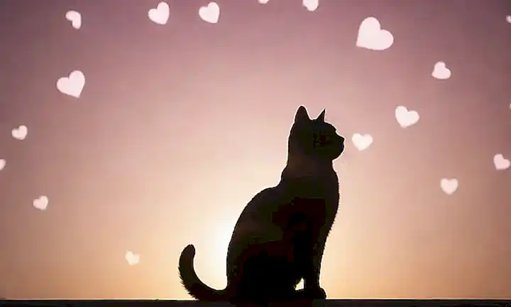 Escultura de gato serena con un corazón, estrellas o rayos del sol y un tono calmado