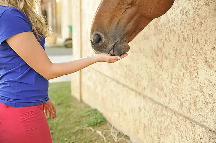 Implicaciones para nuestra comprensión de la conducta animal