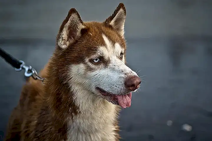 Importancia cultural del Husky siberiano