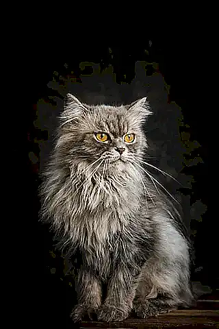 Importancia de los bigotes en la percepción del entorno felino