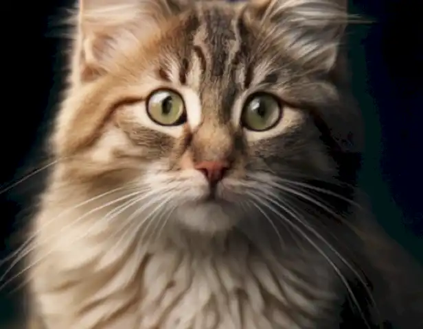   The image should depict cats in various stages of reproductive readiness, alongside helpful tips and recommendations for cat owners on choosing the best anticonceptives for their furry companions.