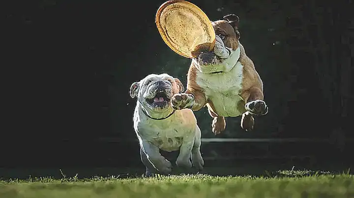 Juegos educativos para perros
