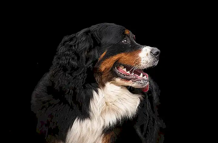 Juguetes y accesorios para perros grandes
