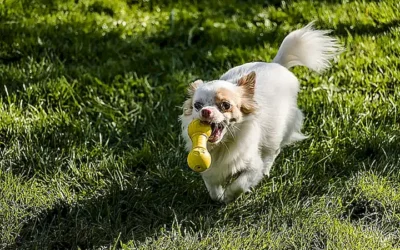 juguetes-y-accesorios-para-perros-grandes_h2_1102.webp