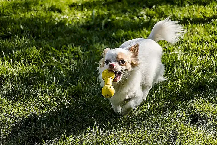 juguetes-y-accesorios-para-perros-grandes_h2_1102.webp