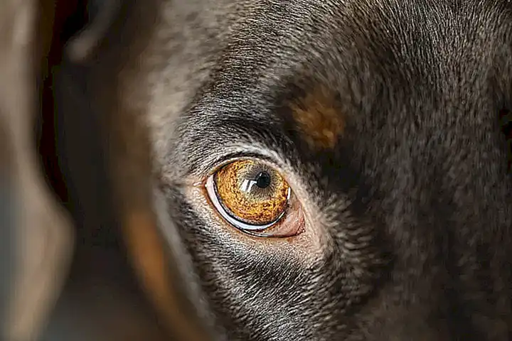 La capacidad del perro para enfocar objetos a corta distancia