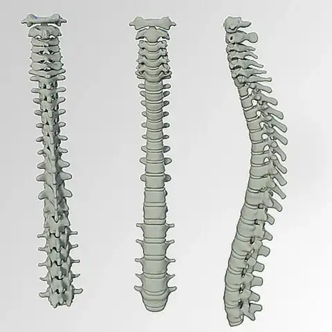 La columna vertebral y sus vértebras