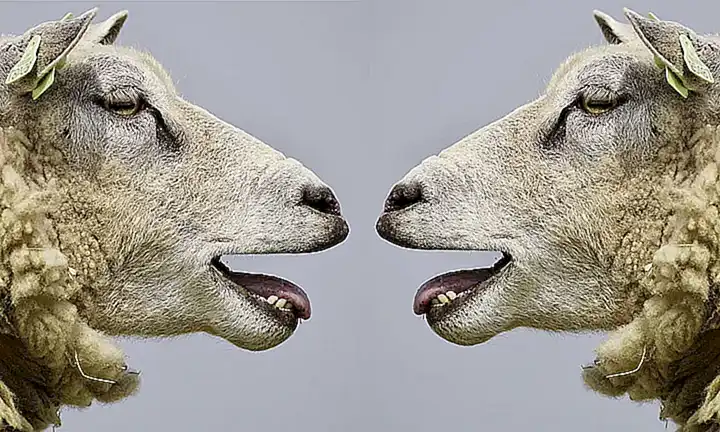 La comunicación entre los animales