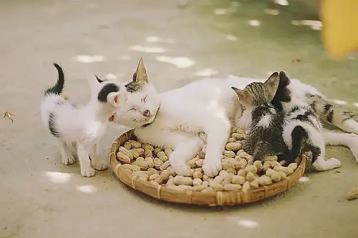 La configuración familiar y su impacto en la preferencia de los gatos hacia ciertas personas