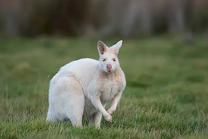 La ética detrás de la cría selectiva y las mutaciones genéticas en animales
