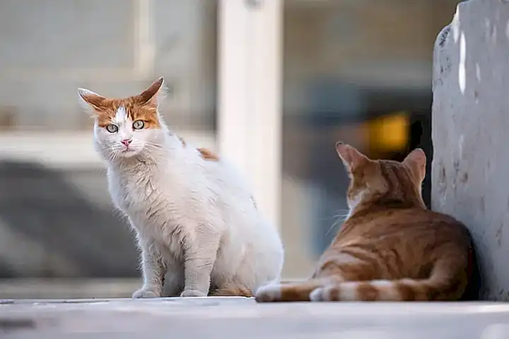 La fascinación de los gatos por las alturas