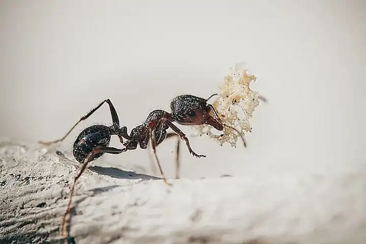 La función de las hormigas en el cuerpo