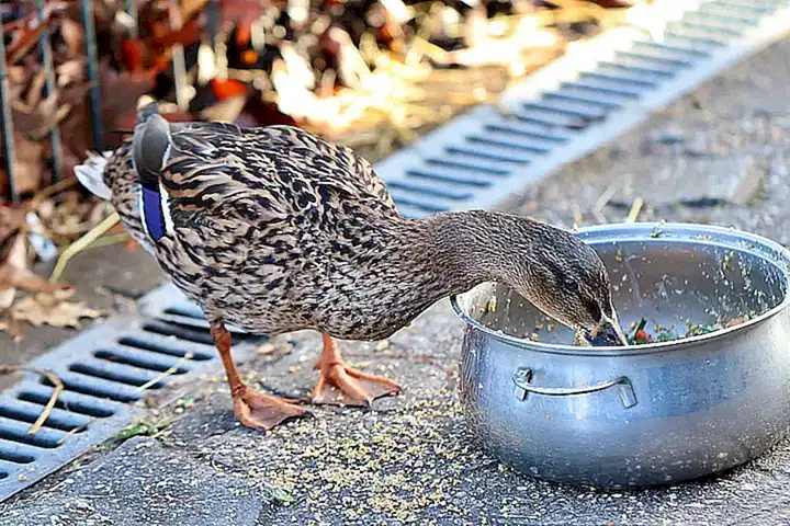 La importancia de el agua en la alimentación animal