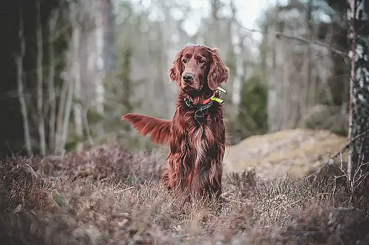 La importancia de entrenar a tu perro para estar solo en casa