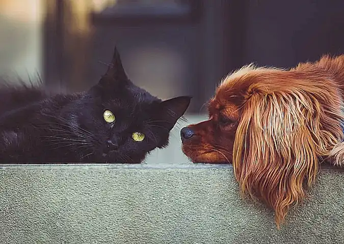 La importancia de la calma en la amistad entre perros