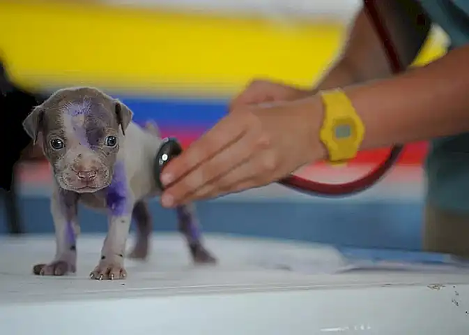 La importancia de llevar tu perro al veterinario