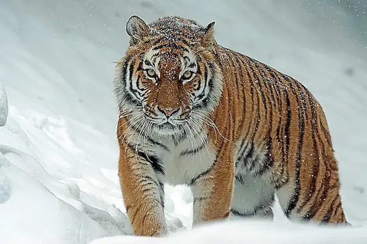 La importancia del Barbo Tigre para los ecosistemas