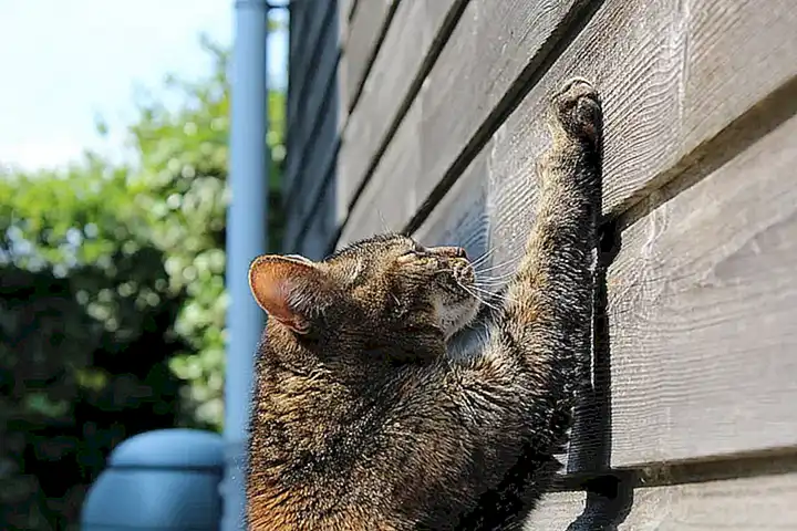 La importancia del rascado para los felinos