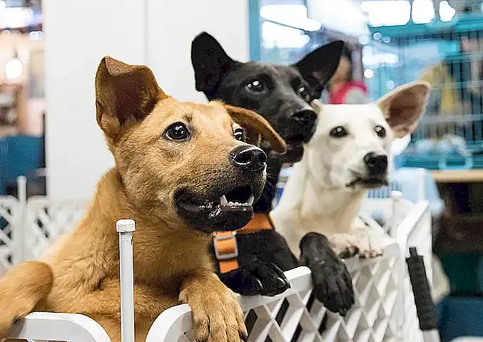 La influencia de los perros de famosas en la adopción de mascotas