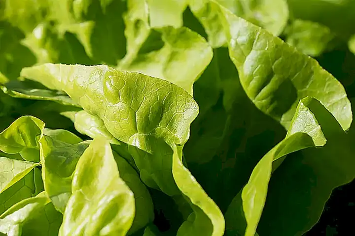 La lechuga como alimento