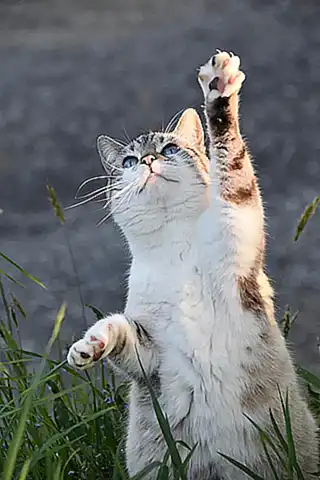 La lionización en hembras gato