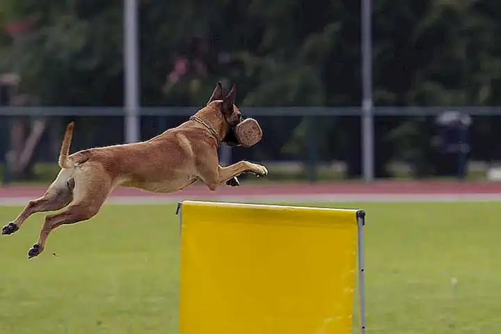 La malinois
