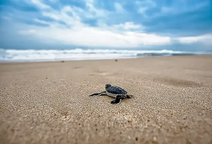 La piel y el comportamiento de las tortugas terrestres
