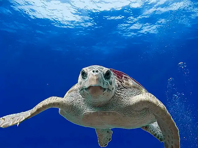 La tortuga boba