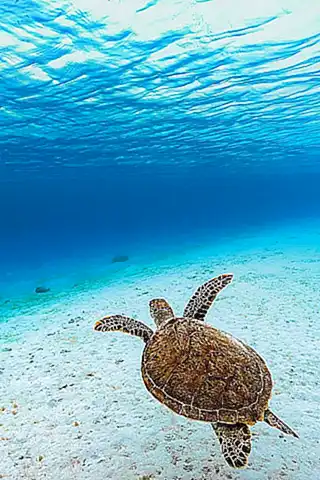La tortuga verde